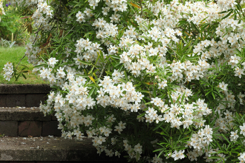 Choisya Ternata (Mexican Orange Blossom) 2.5L