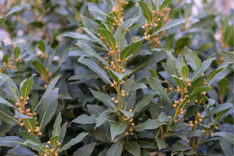 Laurus Nobilis (Bay Tree) 2.5L