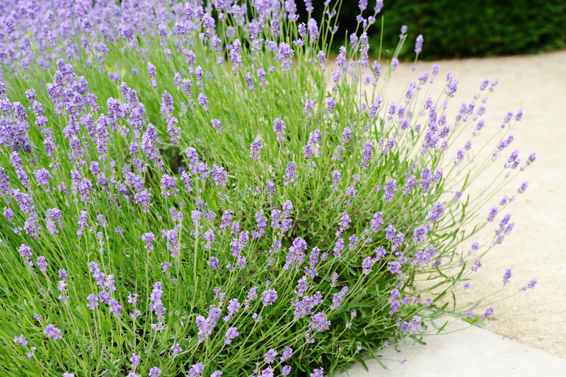 Lavender Angustifolia Hidcote 2.5L