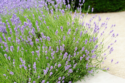 Lavender Angustifolia Hidcote 2.5L
