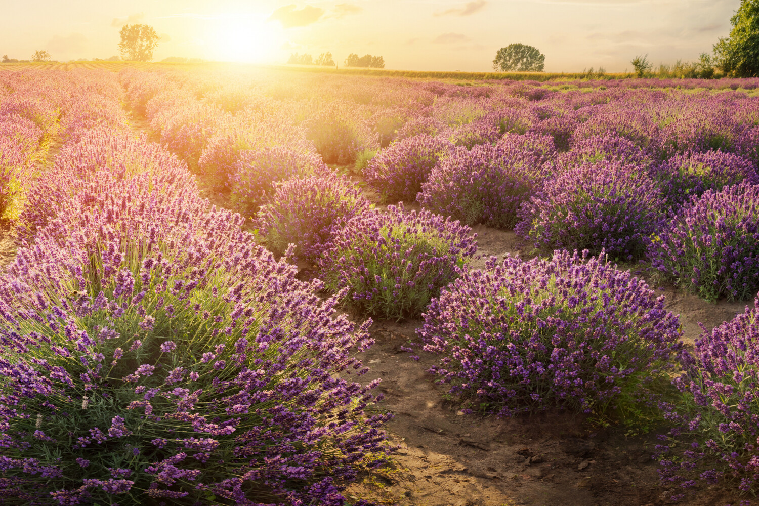Lavender Stoechas (French/Spanish) 2.5L