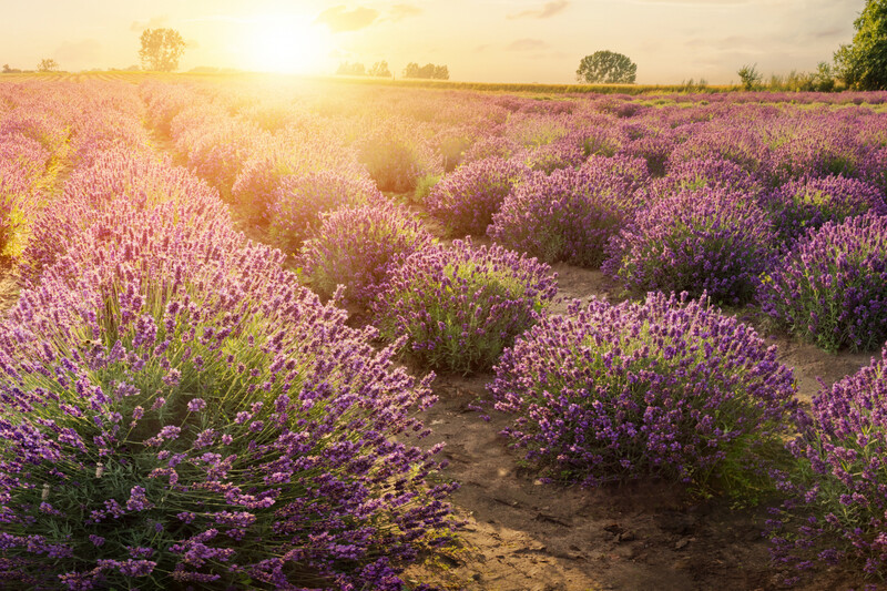 Lavender Stoechas (French/Spanish) 2.5L