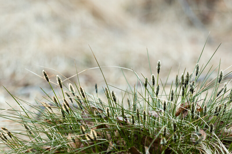 Poa Cita 2.5L