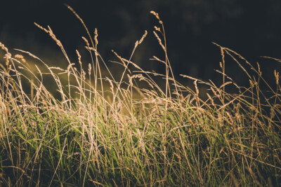 Poa Cita (Silver Tussock) 0.9L