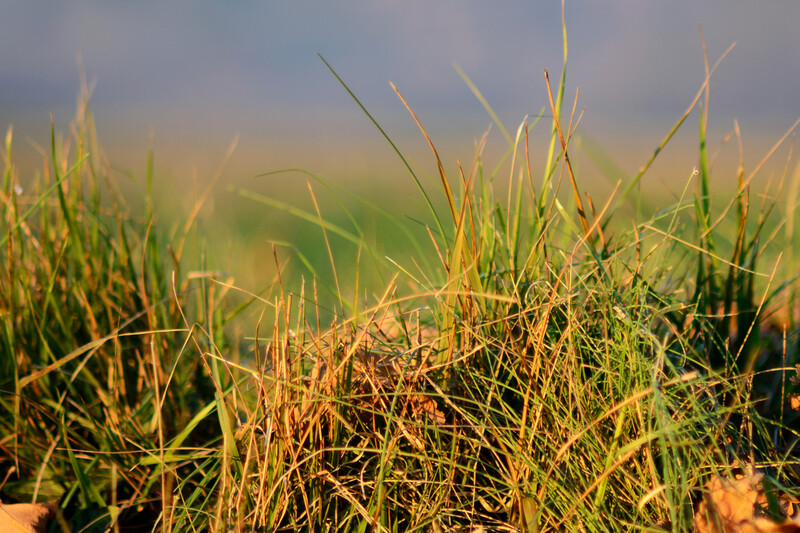 Chionochloa Rubra (Red Tussock)  0.9L