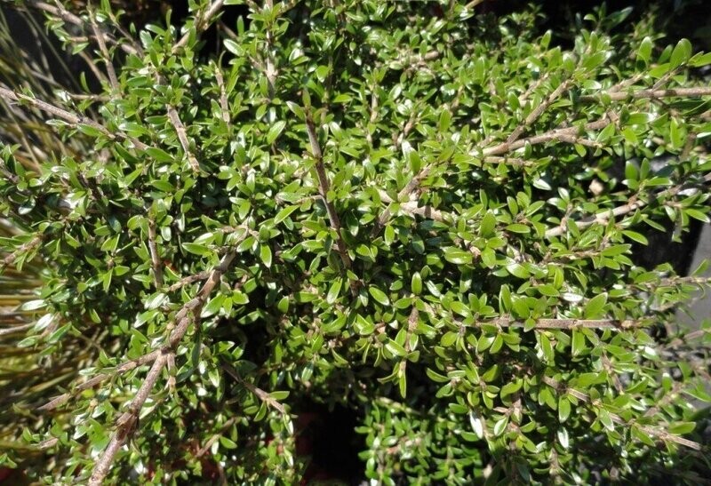 Coprosma Propinqua 0.9L