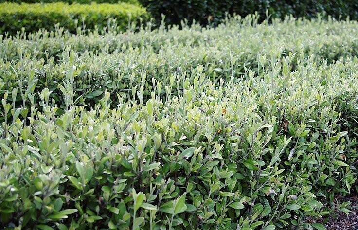 Corokia - Geenty's Green 2.5L