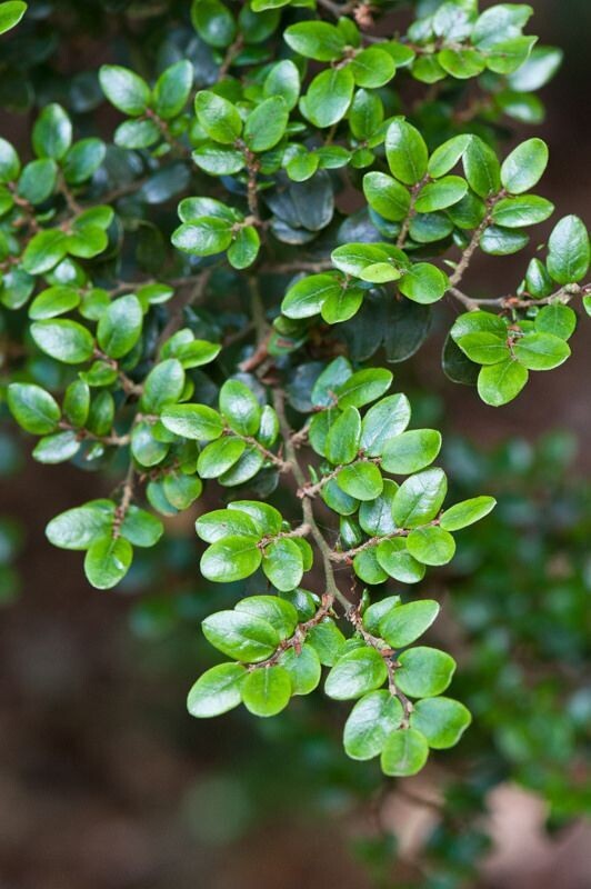 Fuscospora Cliffortioides (Mountain Beech) 10L