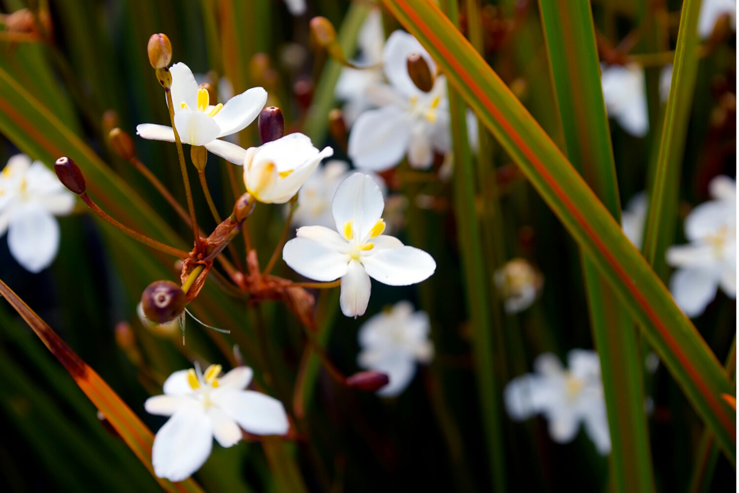 Libertia Grandiflora 0.9L