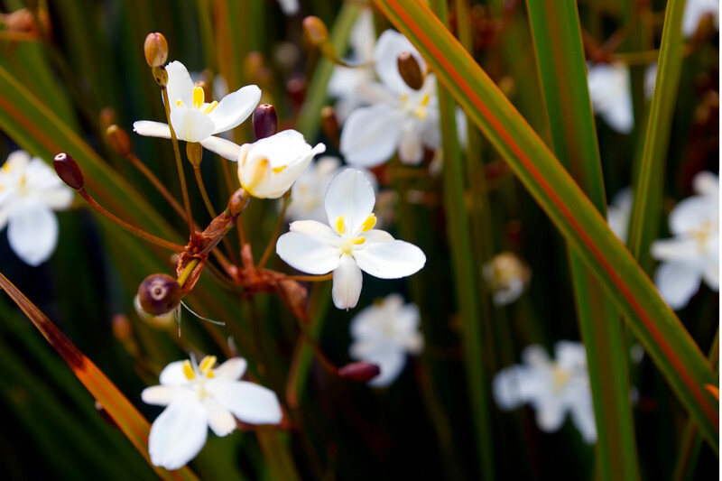 Libertia Grandiflora 0.9L