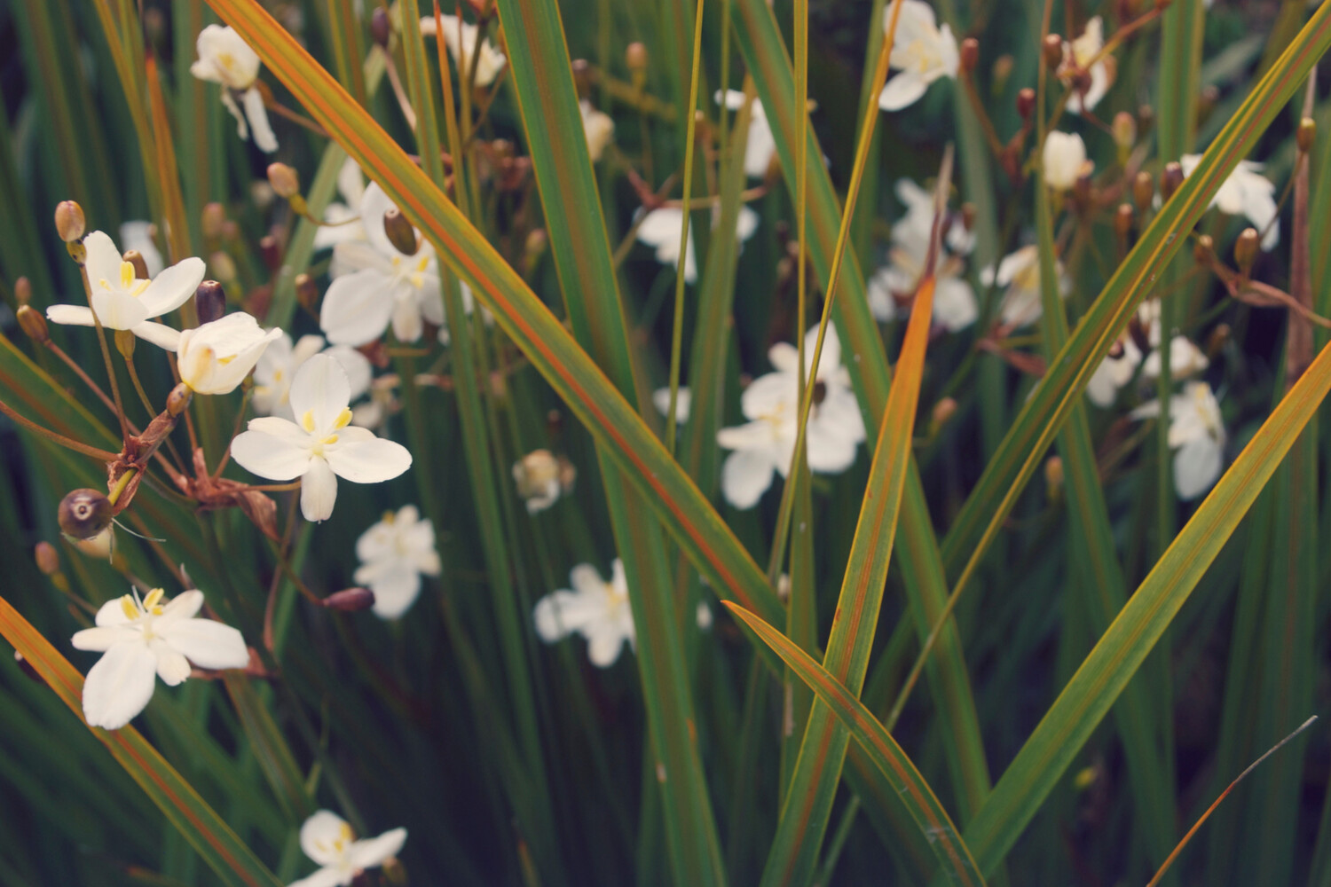 Libertia Ixioides 2.5L