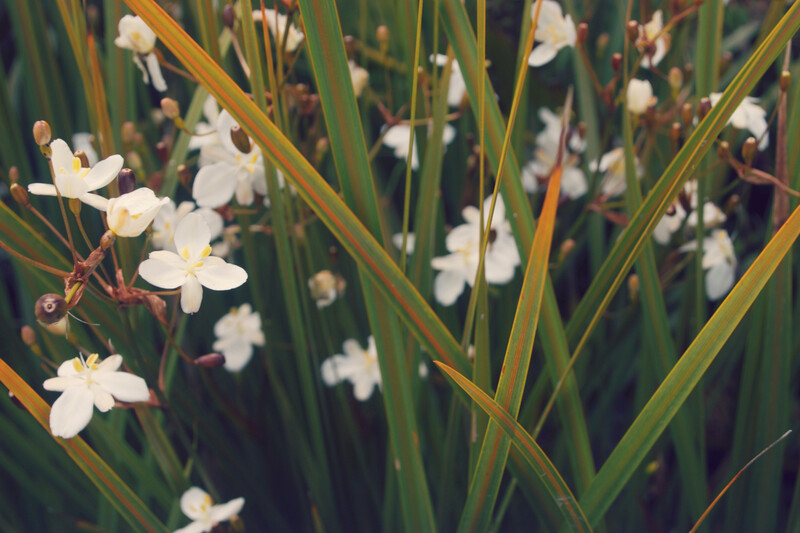 Libertia Ixioides 2.5L