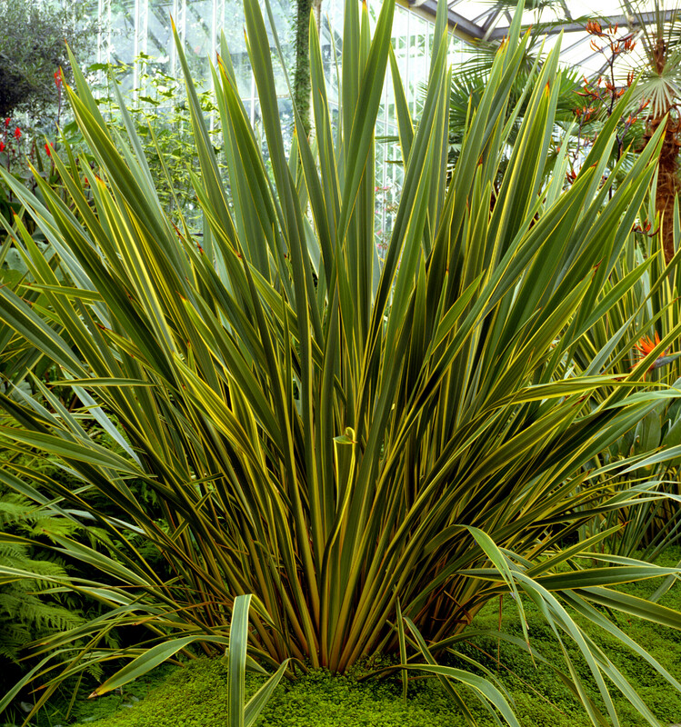 Phormium Cookianum (Mountain Flax) 0.9L
