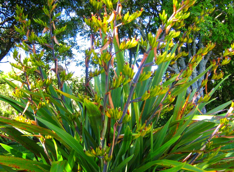 Phormium Cookianum (Mountain Flax) 2.5L