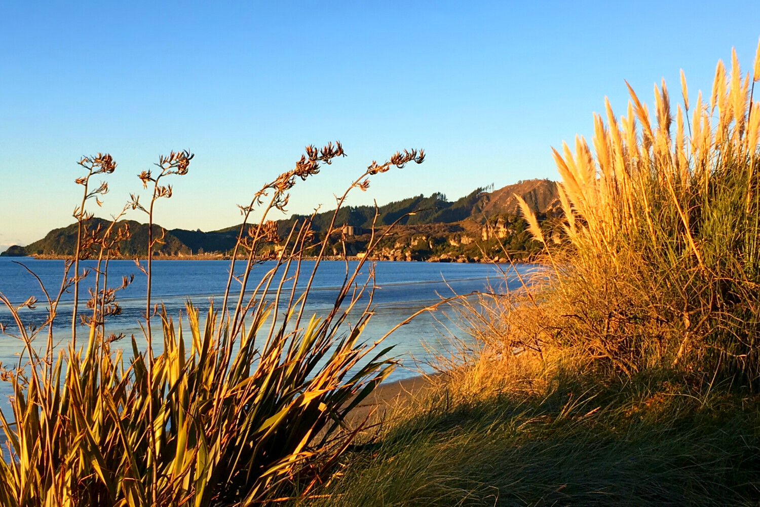 Flax - Phormium Tenax 2.5L