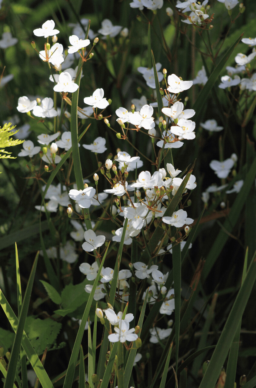 Libertia Ixioides 0.9L