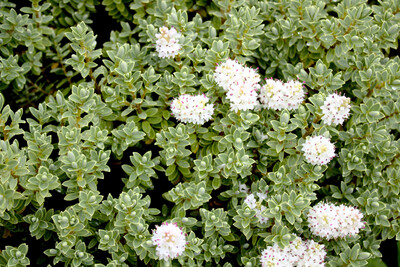 Hebe Wiri Cloud 2.5L