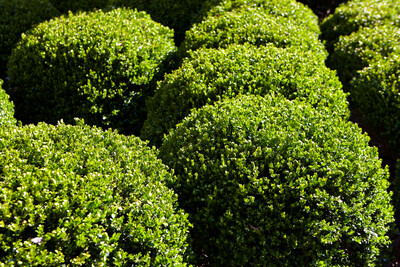 Hebe Emerald Gem 0.9L