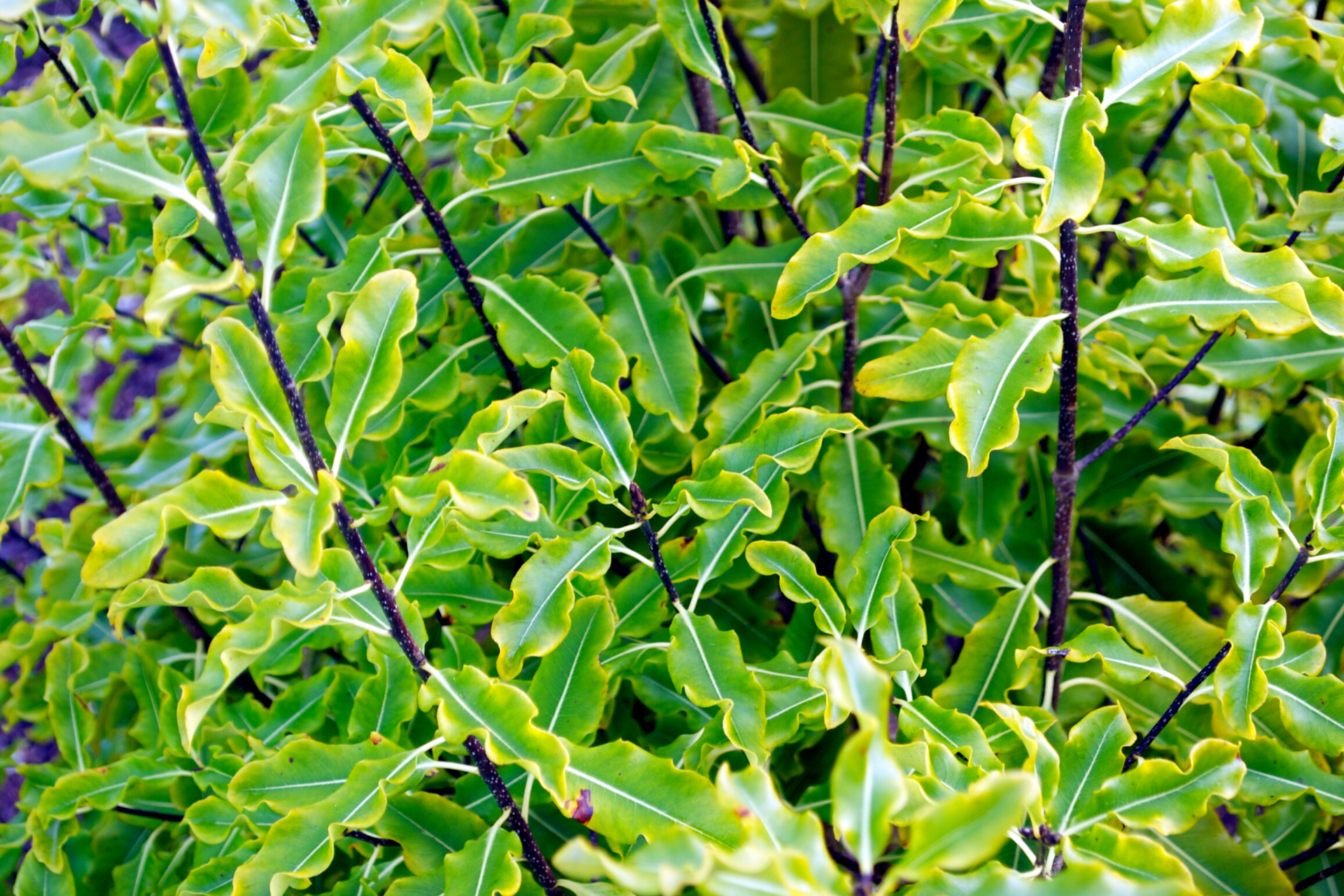 Pittosporum Eugenioides (Lemonwood) 6L