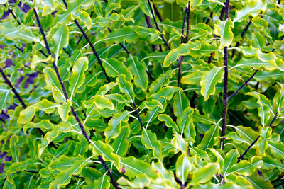 Pittosporum Eugenioides (Lemonwood) 2.5L