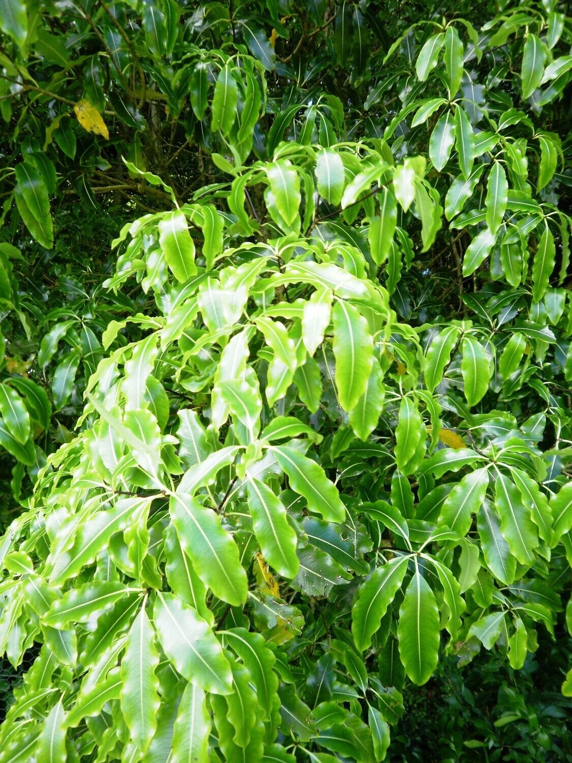 Pittosporum Eugenioides (Lemonwood) 6L