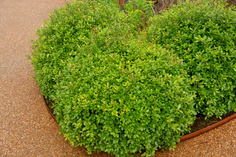 Pittosporum Golf Ball 2.5L