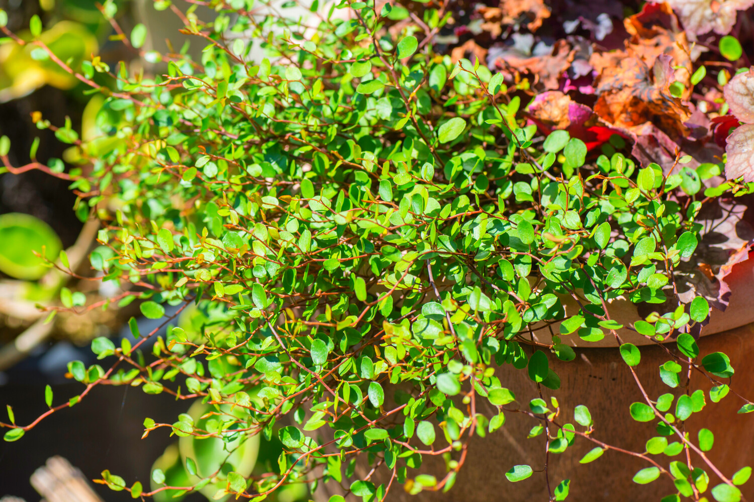 Muehlenbeckia Astonii 2.5L