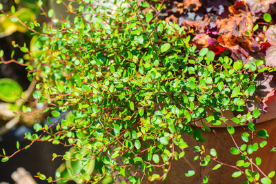 Muehlenbeckia Astonii 2.5L