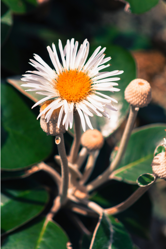 Pachystegia Rufa (Marlborough Rock Daisy)  2.5L