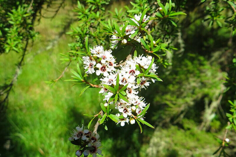 Kunzea Ericoides (Kanuka) 2.5L