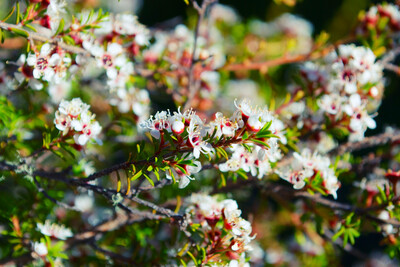 Kunzea Ericoides (Kanuaka) 6L