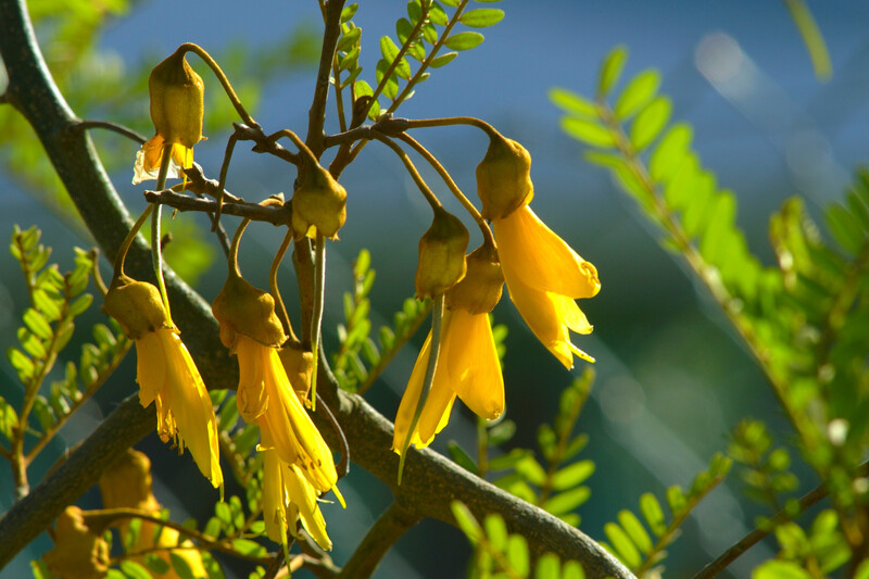 Kowhai - Sophora Microphylla 6L