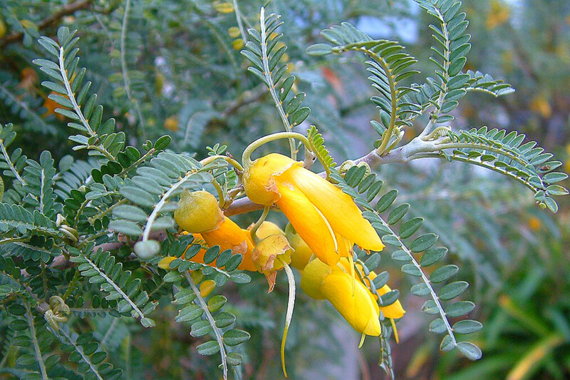 Kowhai - Sophora Molloyii (Dragons Gold) 6L