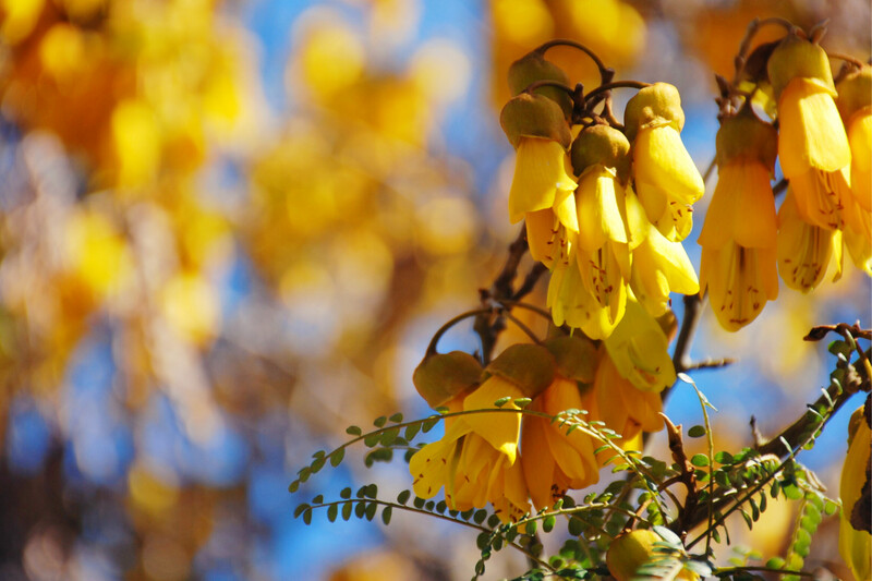 Kowhai - Sophora Microphylla 2.5L