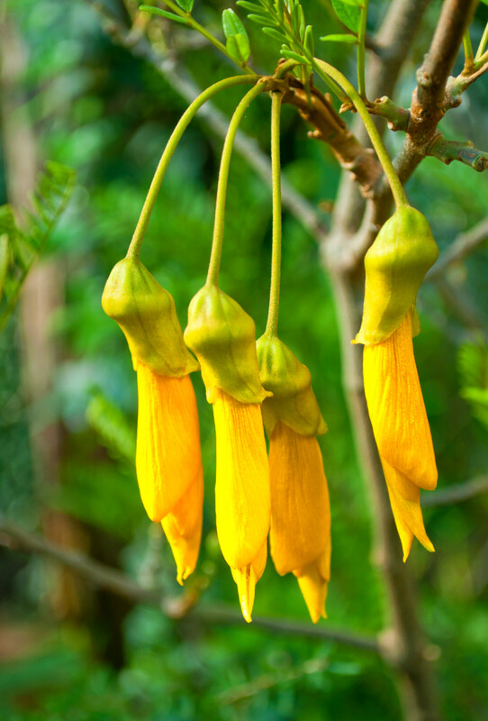 Kowhai - Sophora Molloyii (Dragons Gold) 2.5L