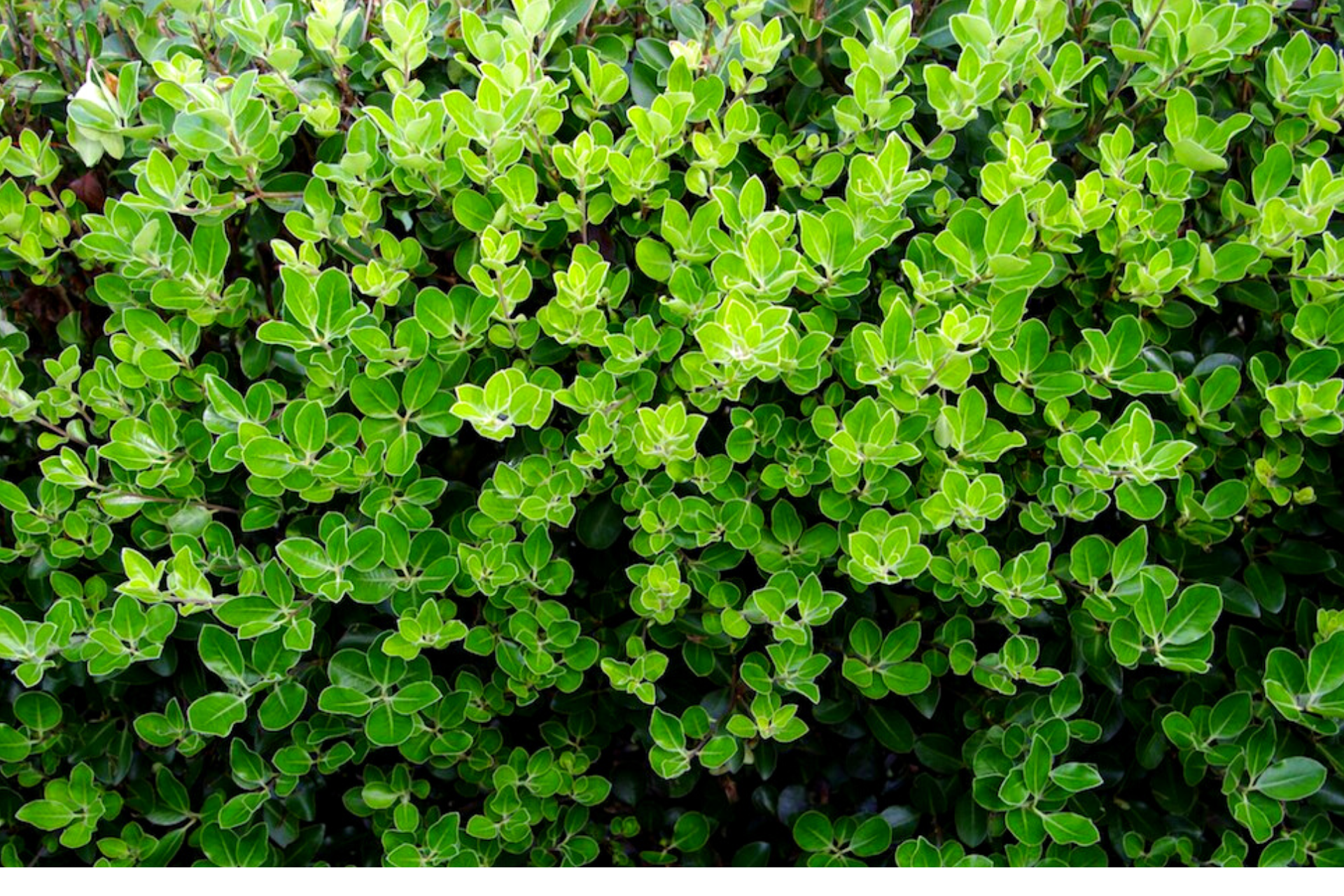 Pittosporum - Stephens Island 6L