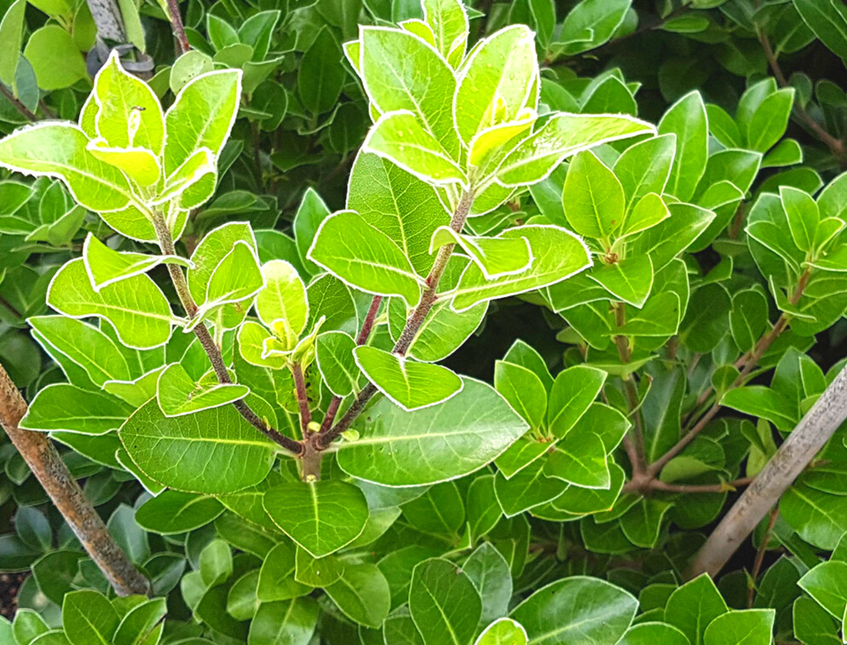 Pittosporum - Stephens Island 2.5L