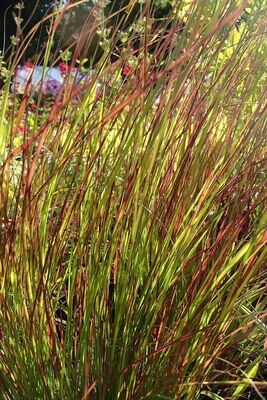 Anemanthele Lessoniana (Windgrass) 0.9L