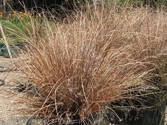 Anemanthele Lessoniana (Windgrass) 2.5L