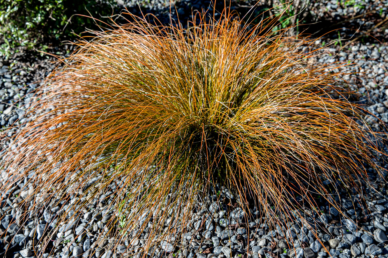 Carex Comans "Bronze"  0.9L