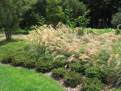 Chinochloa Flavicans (Dwarf Toe Toe)  0.9L
