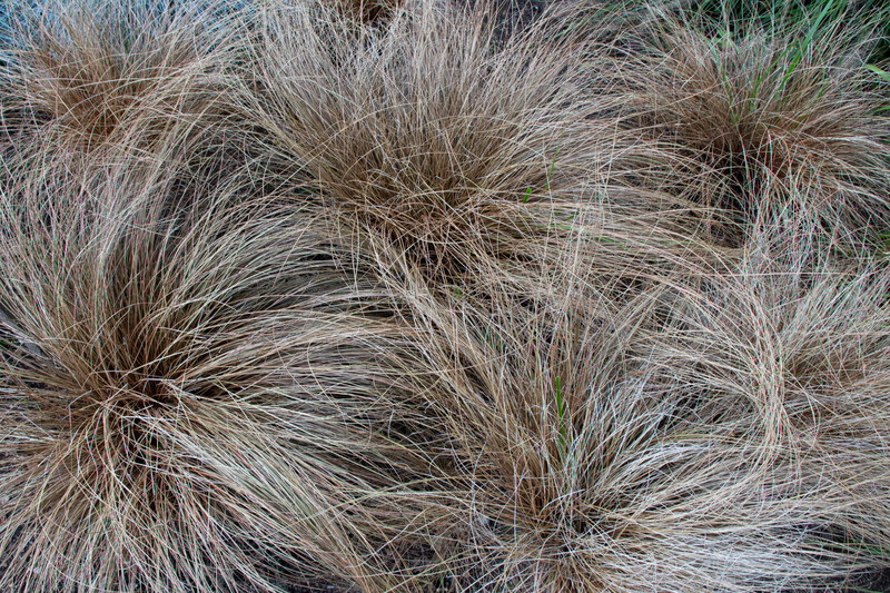Carex Comans  "Bronze"2.5L