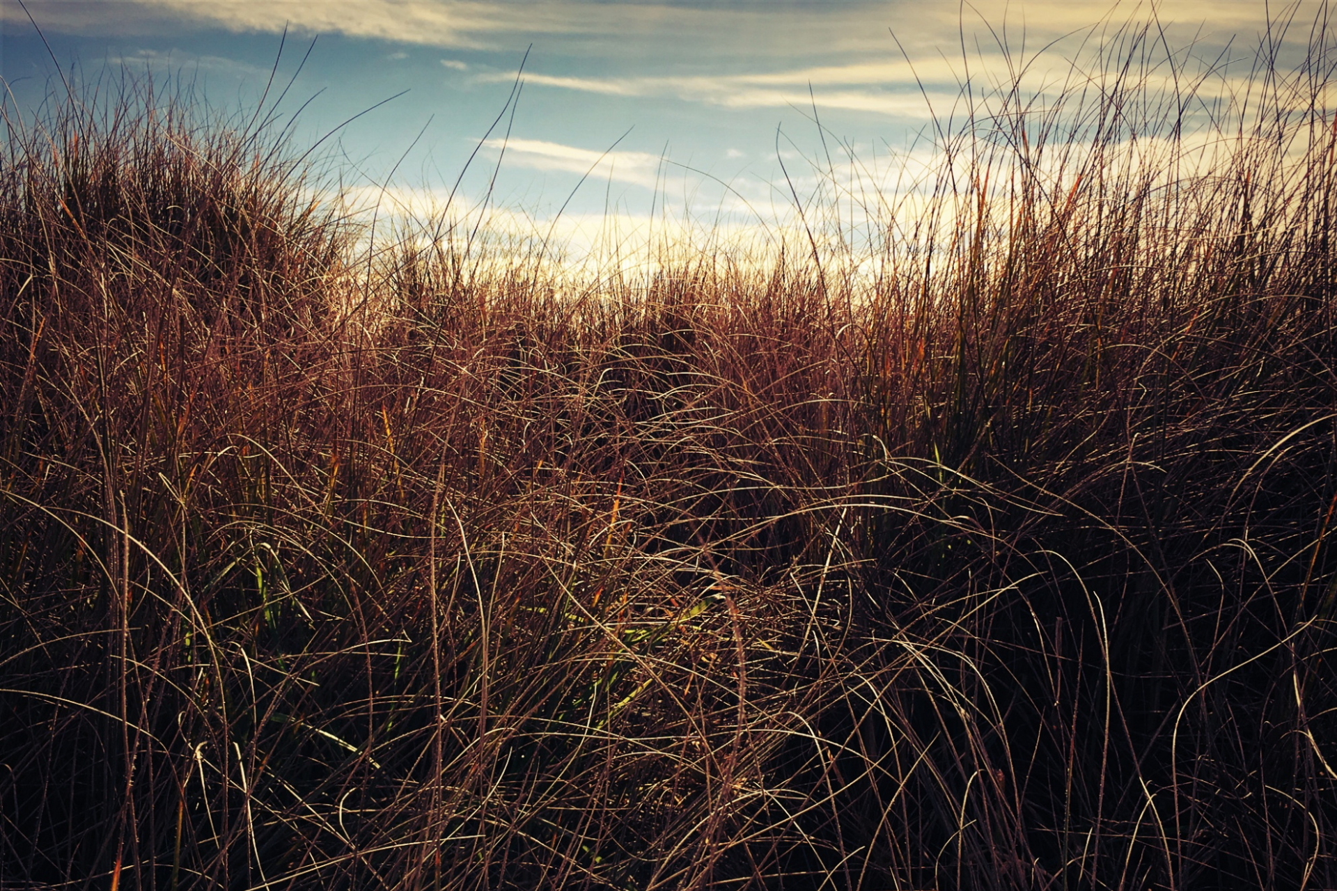 Chionochloa Rubra (Red Tussock) 2.5L