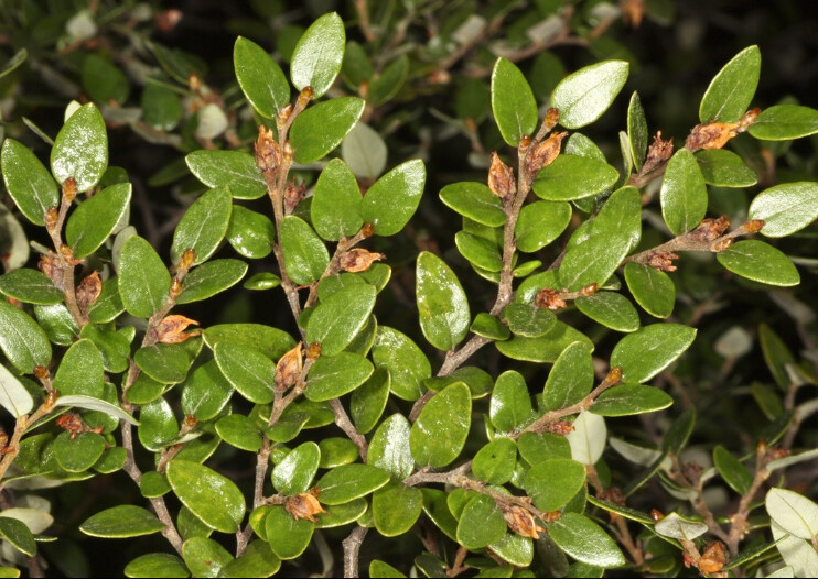 Fuscospora Cliffortioides  (Mountain Beech) 2.5L
