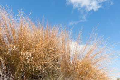 Chionochloa Rubra (Red Tussock) 2.5L