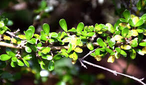Coprosma Propinqua 2.5L