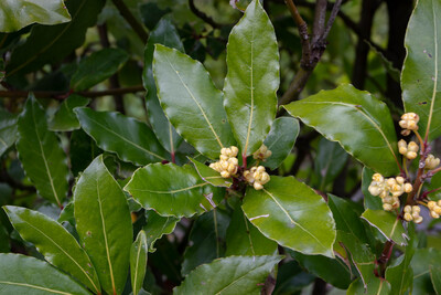 Laurus Nobilis (Bay Tree) 6L