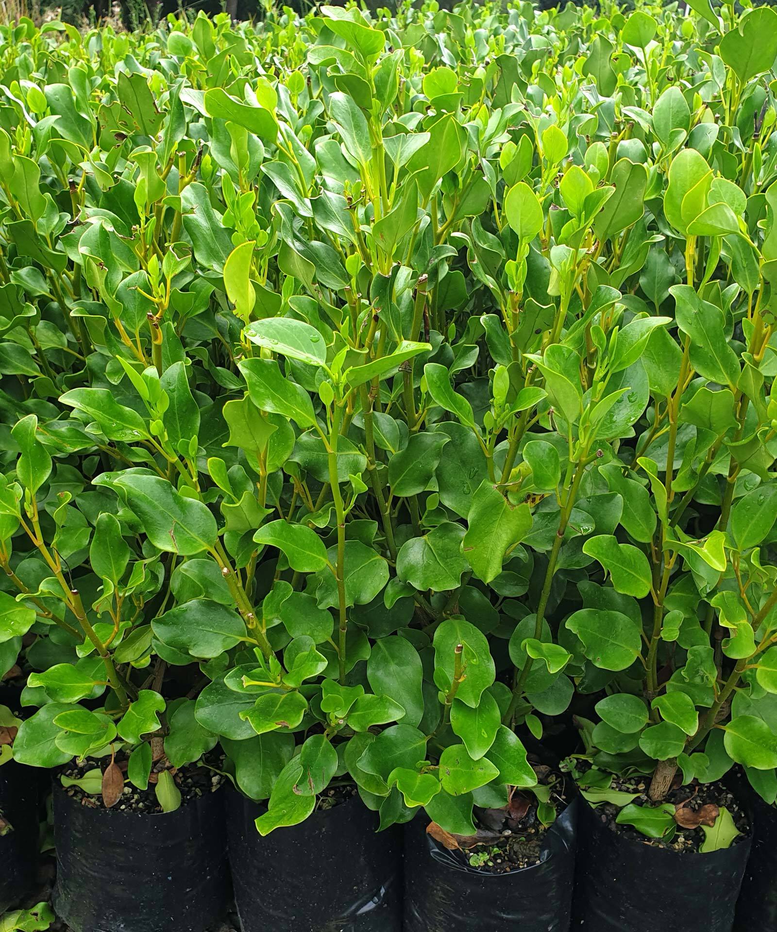 Griselinia Littoralis 'Broadway Mint' 6L