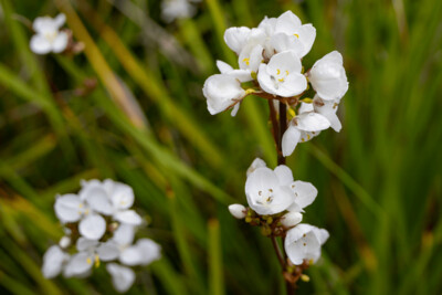 Libertia Grandiflora 2.5L