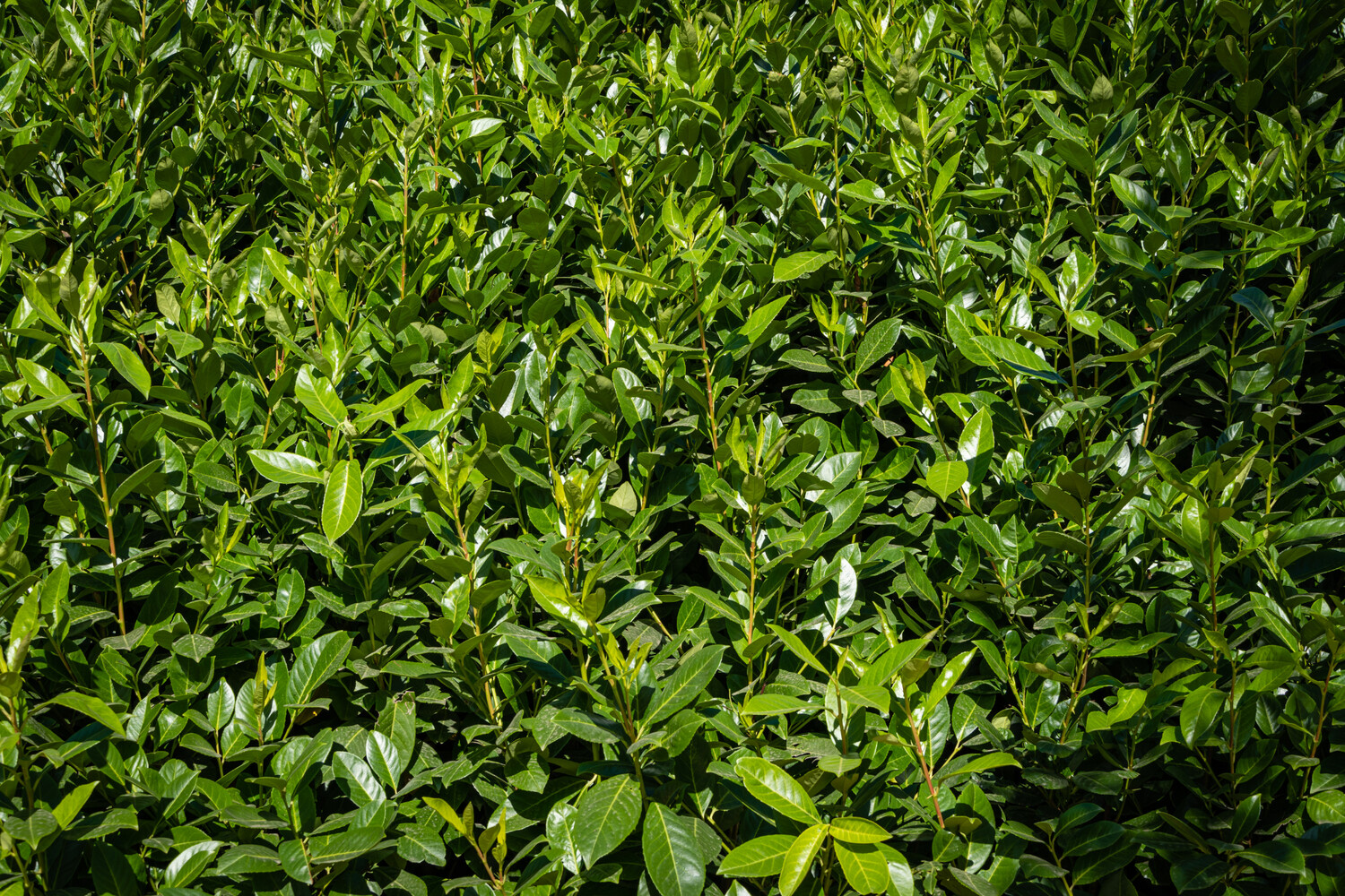 Prunus Lusitanica  2.5L